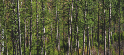 Fototapeta Naklejka Na Ścianę i Meble -  Green Trees