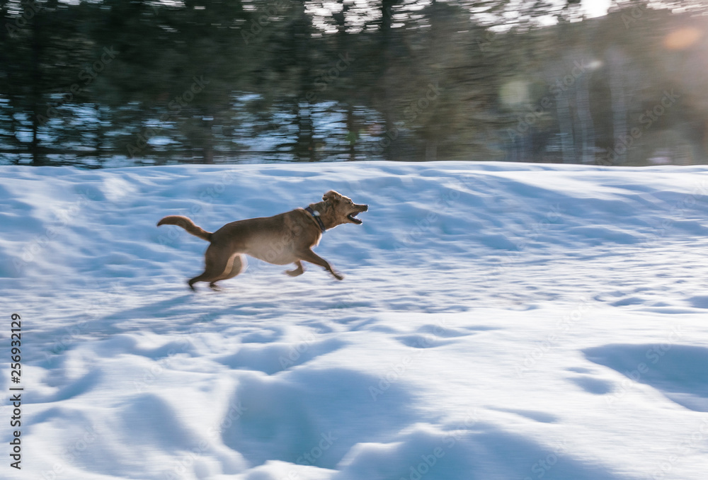 Dog running in snow