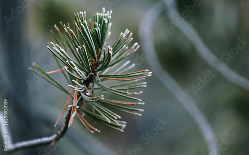 Frost on Pine Tree