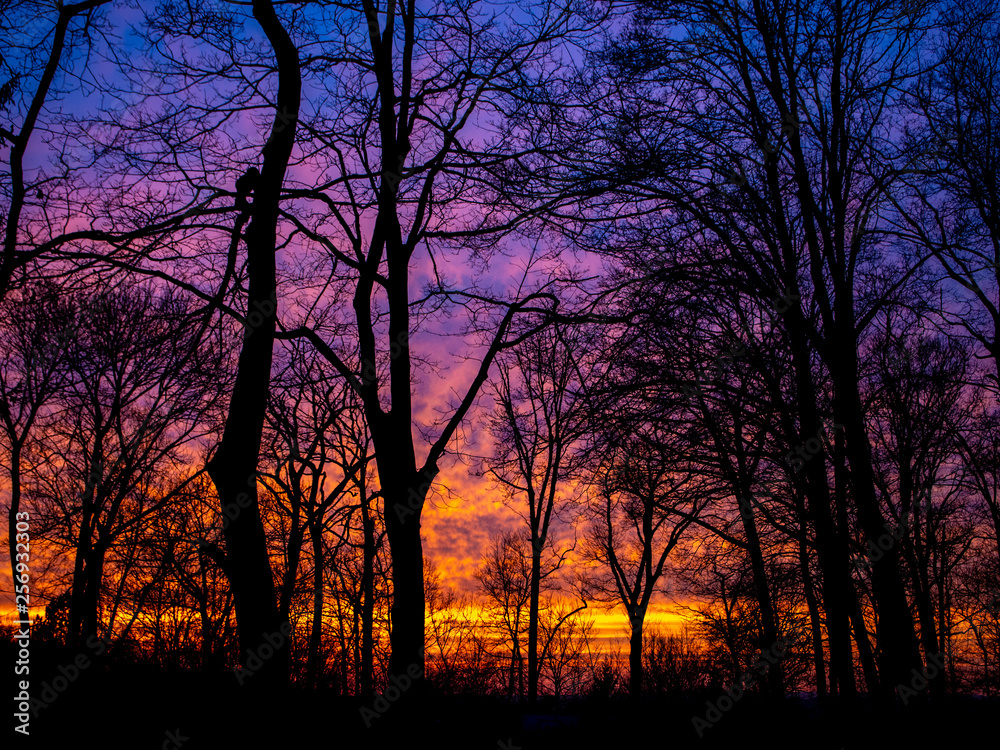 colorful sunset in the woods in blue, purple pink yellow and orange colorful sunset in the woods in blue, purple pink yellow and orange