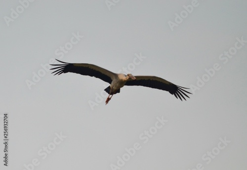 Asiatischer Openbillstorch