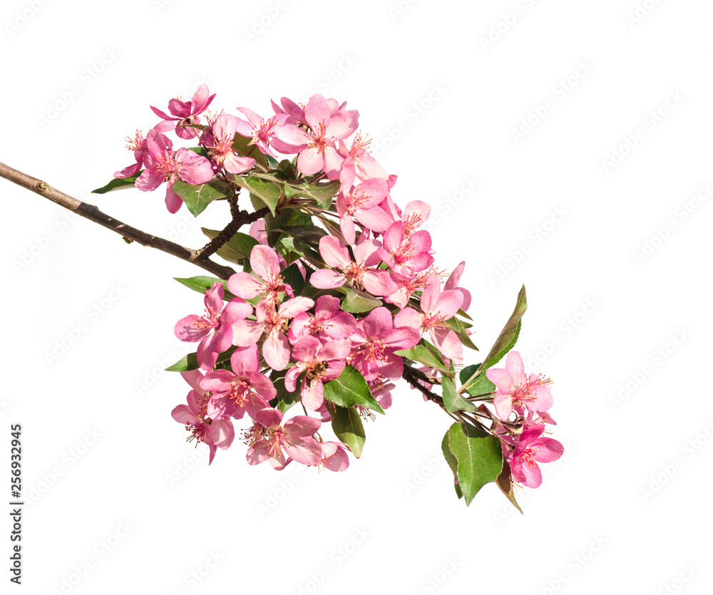red flowers of apple tree isolated on white background red flowers of apple tree isolated on white background