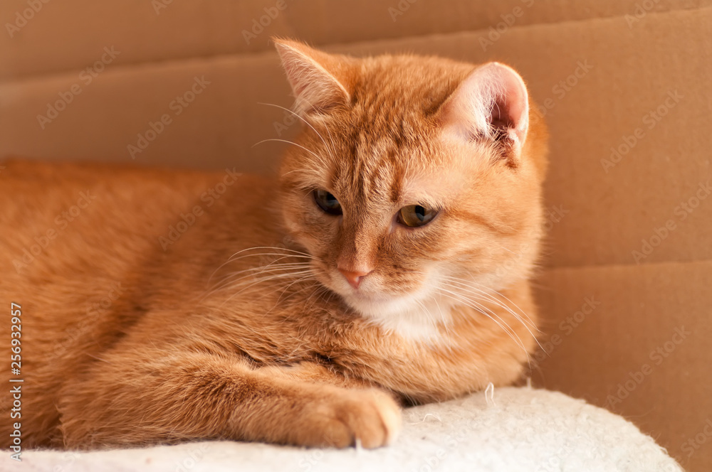 red cat lies and looks to the left, a rare red color breed red cat lies and looks to the left, a rare red color breed