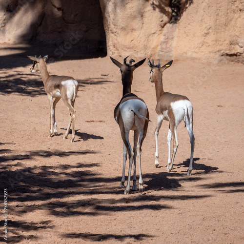 VALENCIA, SPAIN - FEBRUARY 26 : Mhorr Gazelle at the Bioparc in Valencia Spain on February 26, 2019 photo