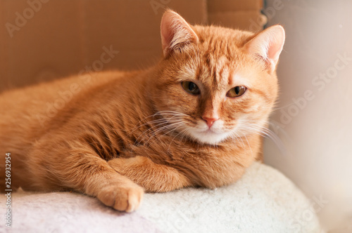 red cat lies and looks straight, a rare red color of the breed Scottish straight