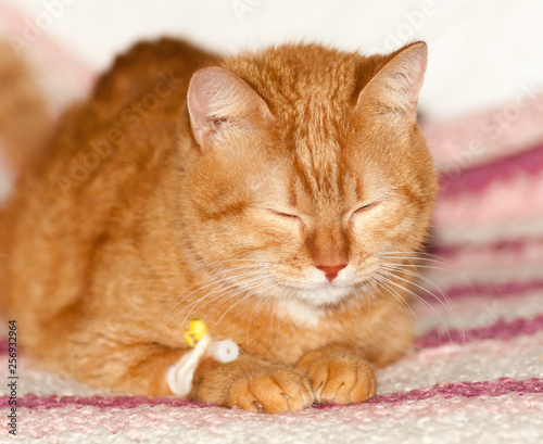 red cat lies with a catheter in its paw, a rare red color of the breed "Scottish straight"