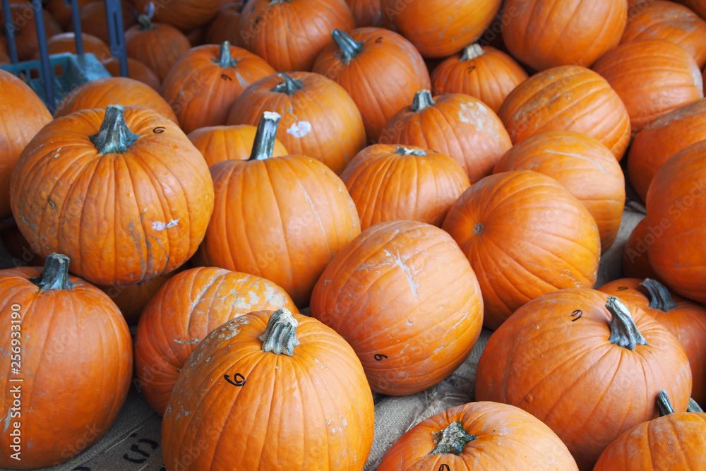 Pumpkin Patch