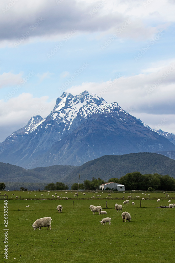 southern alps loom over sheep in the valley, glenorchy, queenstown, new zealand
