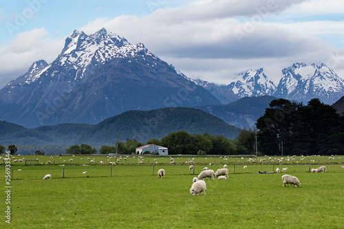 Queenstown Glenorchy New Zealand sheep in the valley between mountains