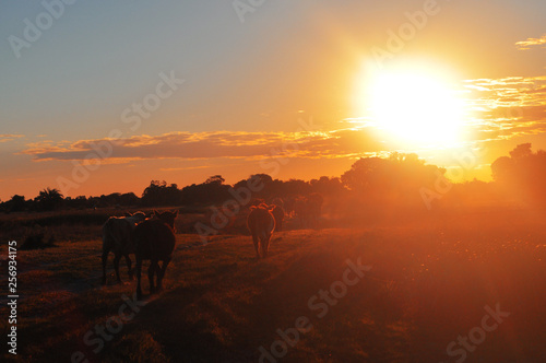 Sunset Farm © Brunna