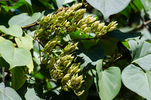 Wallpaper Mural Seeds of broadleaf lilac (Syringa oblata) Torontodigital.ca