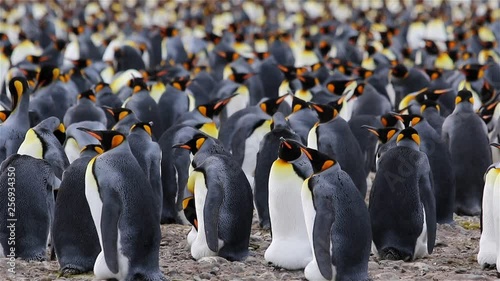 King Penguin colony on South Georgia in Salisbury Plain photo