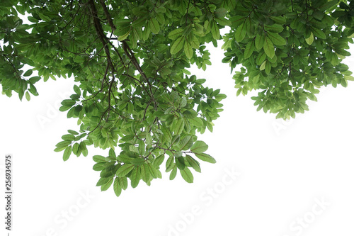 Isolated Green leavese background