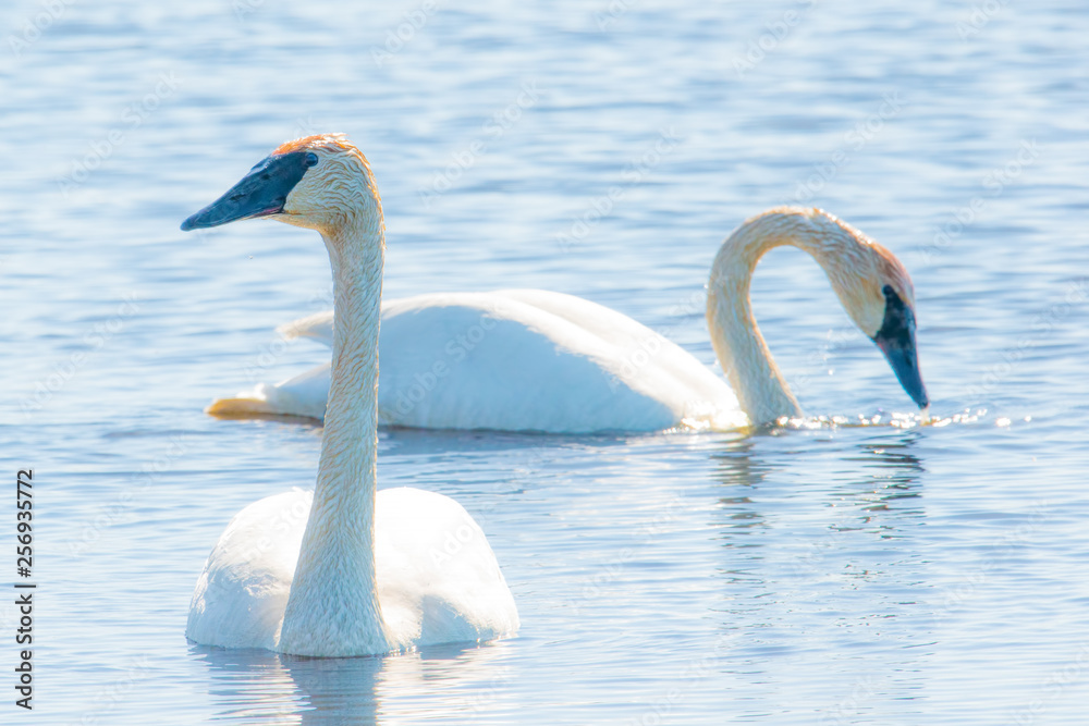 Fototapeta premium A pair of trumpeter swans - taken during Spring migrations at the Crex Meadows Wildlife Area in Northern Wisconsin