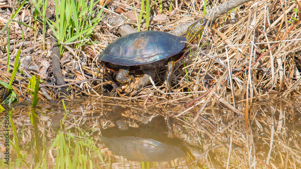 Painted turtle sunning in the Spring sun on a marsh shoreline - reflection of turtle on the water - taken at the Crex Meadows Wildlife Area in Northern Wisconsin Painted turtle sunning in the Spring sun on a marsh shoreline - reflection of turtle on the water - taken at the Crex Meadows Wildlife Area in Northern Wisconsin