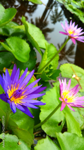 Lotus pond in beautiful colors