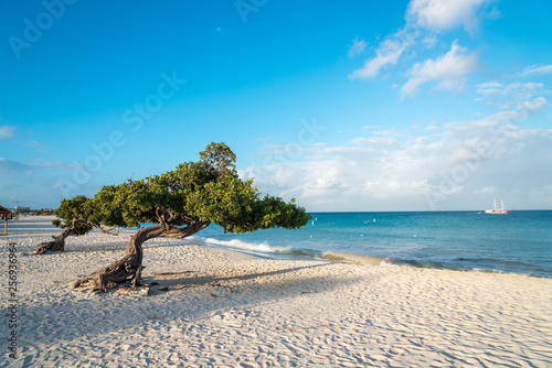 Schilderij op canvas Divi Divi tree on the island of Aruba. Netherlands Antilles