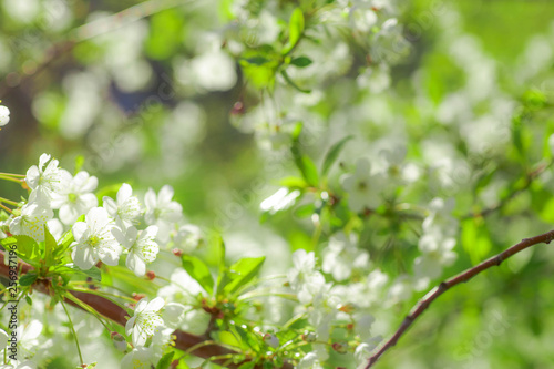 white flowers cherry tree. Flowers cherry tree blossomed. Honey and medicinal plants Ukraine. Flowering fruit trees.