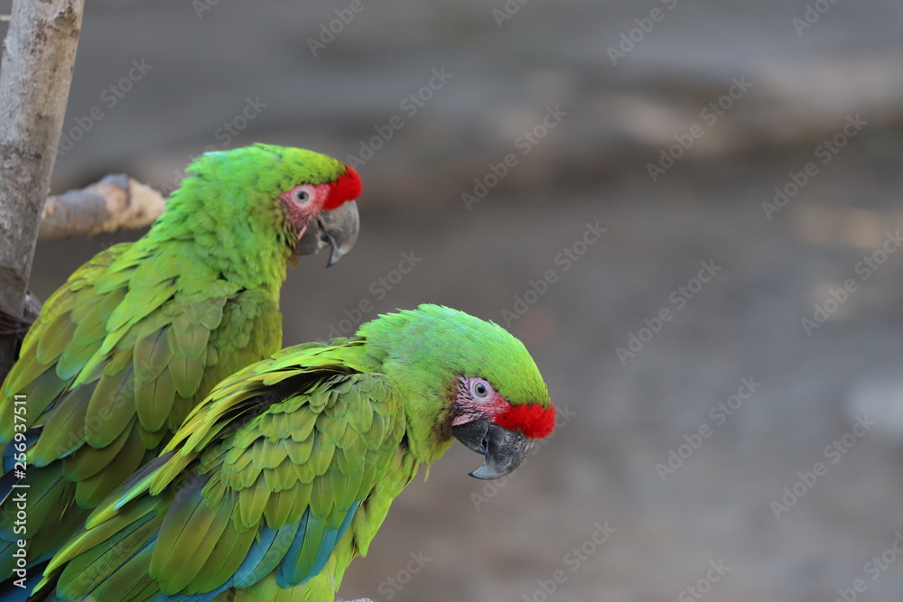 Naklejka premium コンゴウインコ