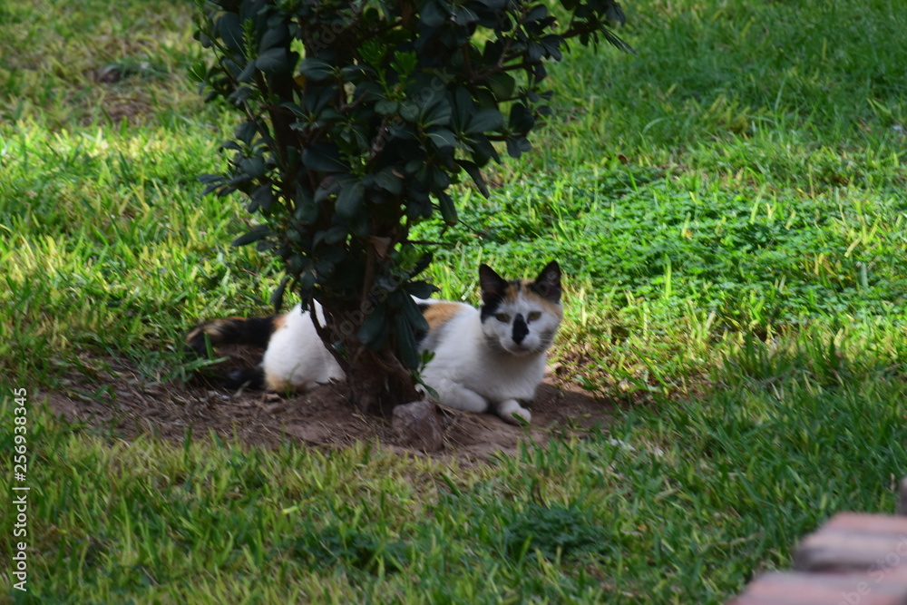 cat in the garden