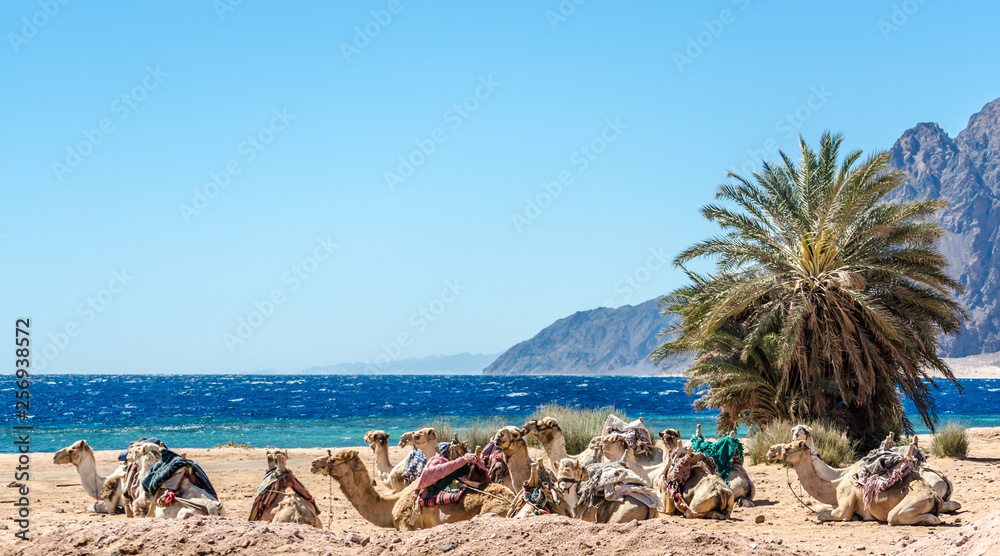 landscape with a caravan lying camels in Egypt Dahab South Sinai