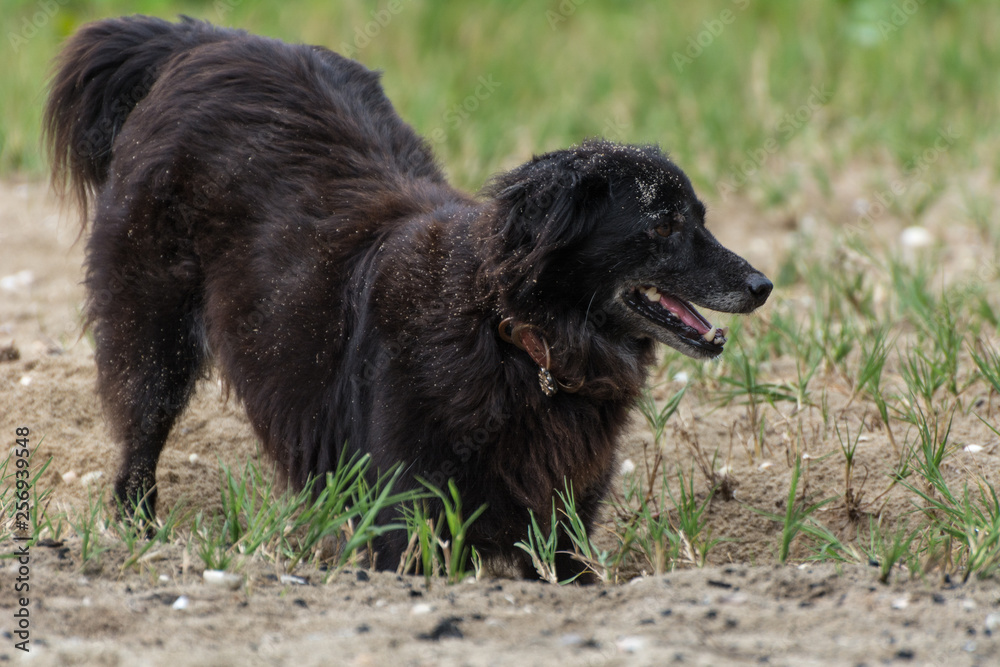 Fototapeta premium Black dog playing with sand on the beach.