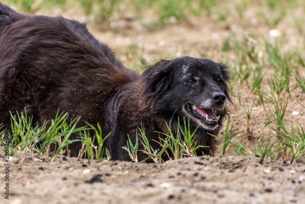 Black dog playing with sand on the beach. Black dog playing with sand on the beach.