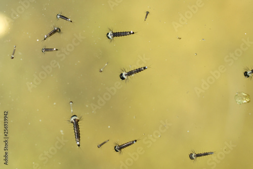 Mosquito larvae close up at UNAM botanical garden, Mexico City, Mexico.