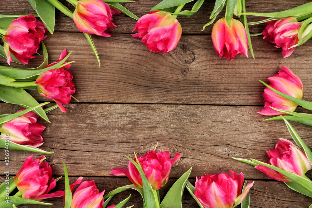 Frame of pink tulip flowers against a rustic wood background with copy space
