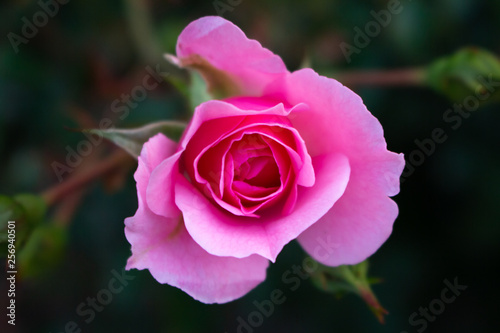 A pink colored rose in the garden