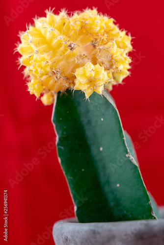 Kaktus cactus kwiat blåmster flower macro makro gymnocalycium