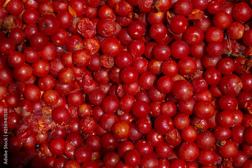 jitomates jitomates