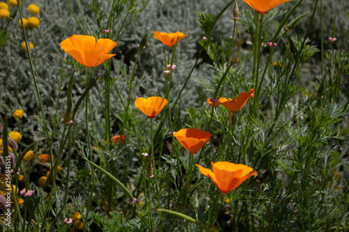 Several golden poppies in the sunshine