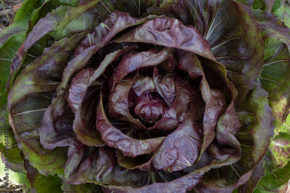 Obraz premium lechuga romana roja