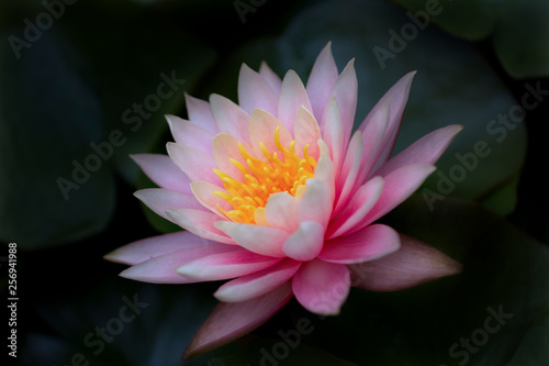 A water lily bloom in the dim light of the pond
