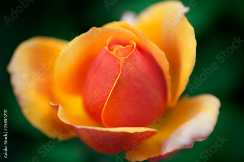 A warm gradient colored newly blooming rose in the garden with bokeh
