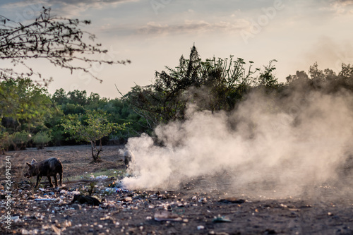 pigs eating burning trash in Guatemalan village