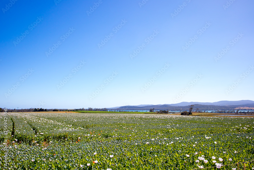 poppy field crop Tasmania Australia Landscape