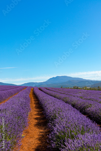 Lavender Farm Tasmania Australia Landscape
