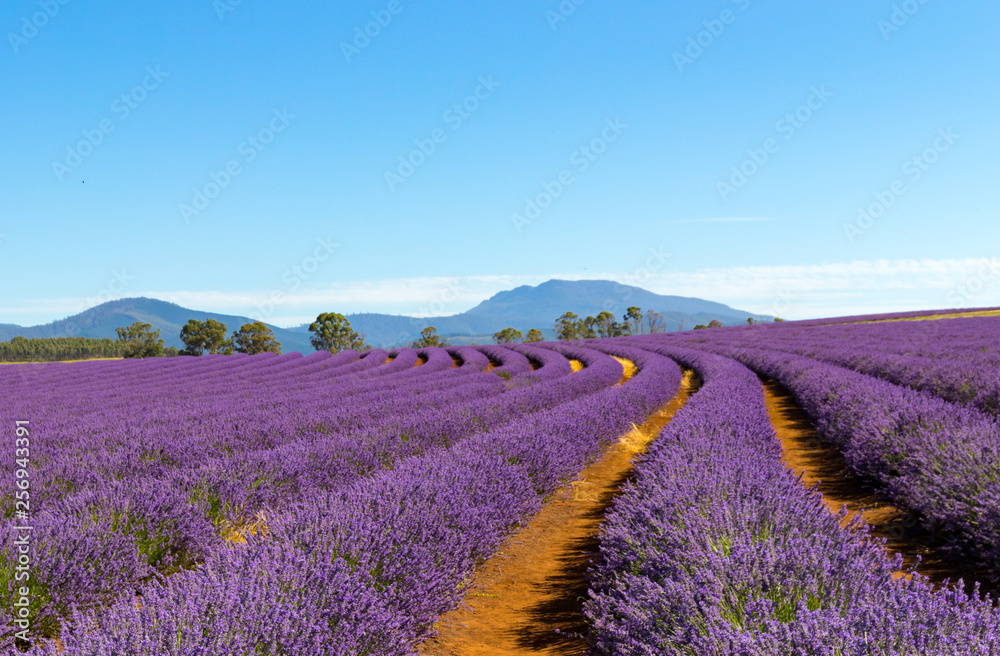 Fototapeta premium Lavender Farm Tasmania Australia Landscape