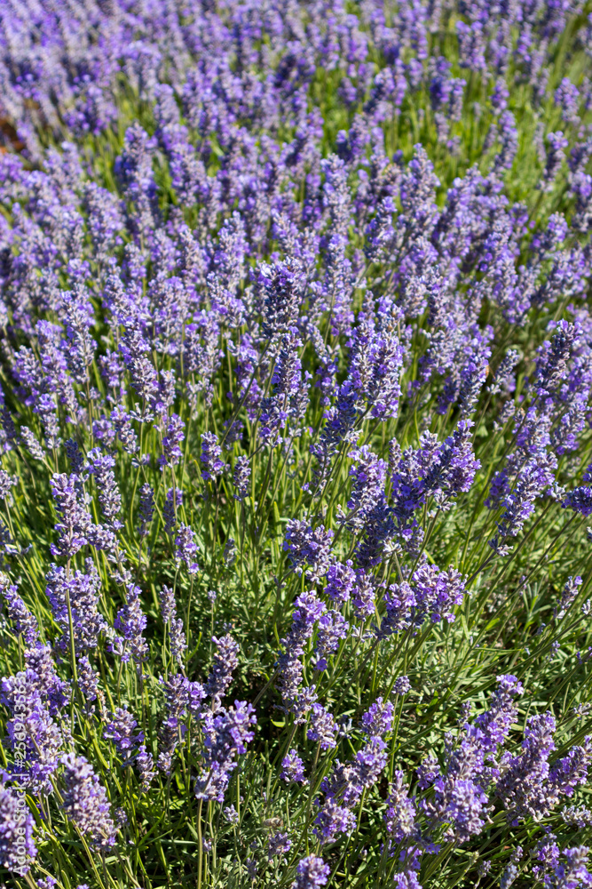 Obraz premium Close up lavender plants bees Tasmania Australia