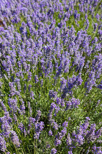 Close up lavender plants bees Tasmania Australia