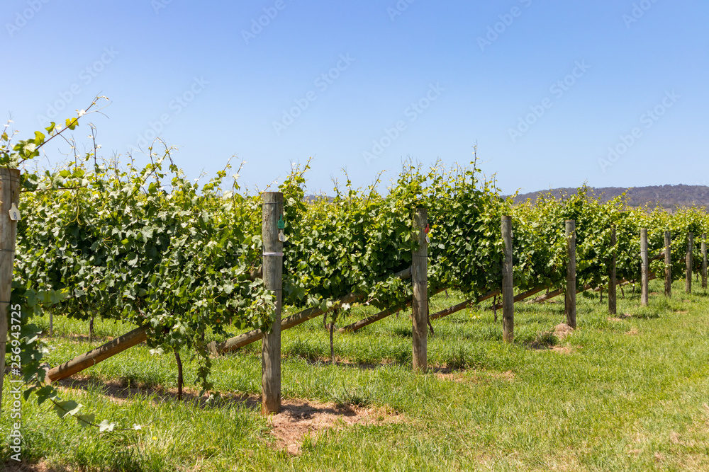 Vineyard Grapes Tasmania