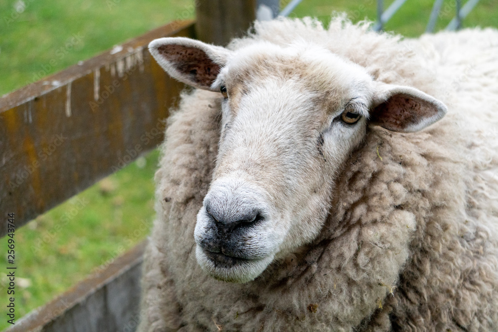 Sheep Portrait