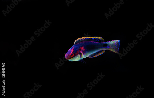 Картината върху платно Exquisite Fairy Wrasse - (Cirrhilabrus exquisitus)