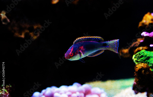 Slika na platnu Exquisite Fairy Wrasse - (Cirrhilabrus exquisitus)