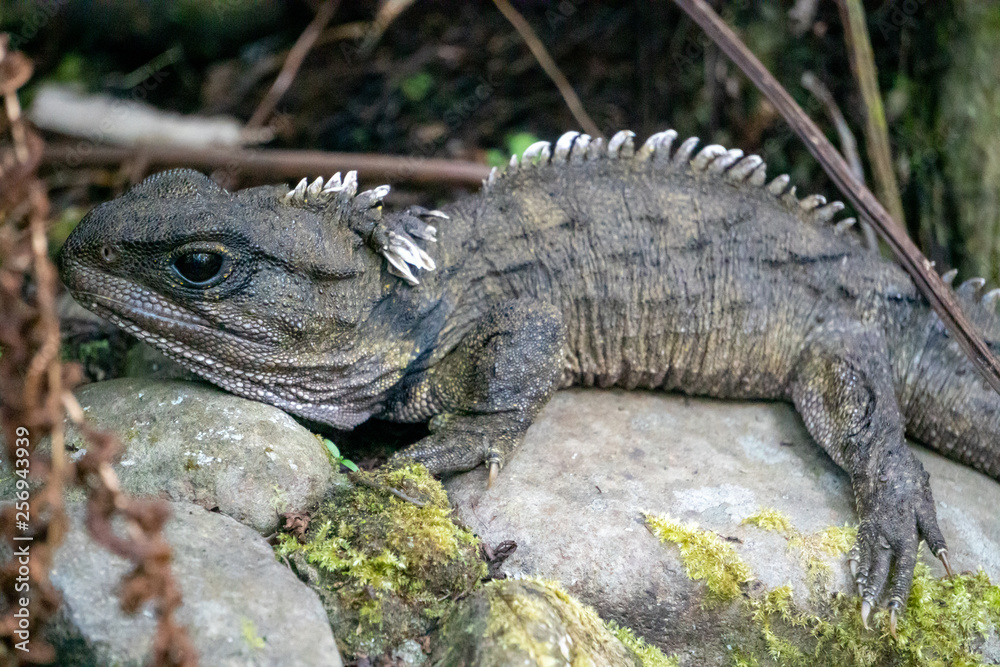 Fototapeta premium Resting tuatara reptile
