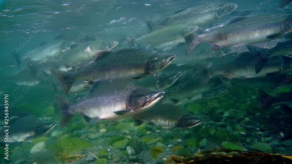 School of Salmonidae Oncorhynchus gorbuscha salmon fish underwater in sea.