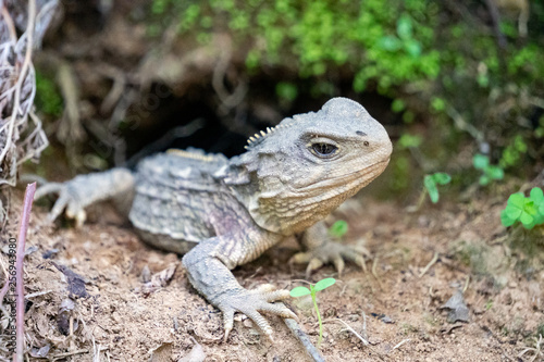 Young male tuatara reptile