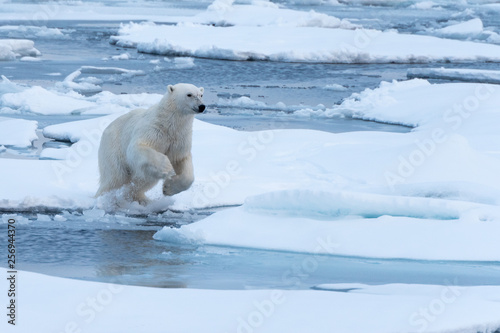 POlar Bear jumping a gap in the sea ice